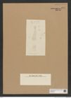 Diatomeae indet. Zeichnungen Sammlung Grunow Nr. 8981 (NHMW-BOT-W0378677)